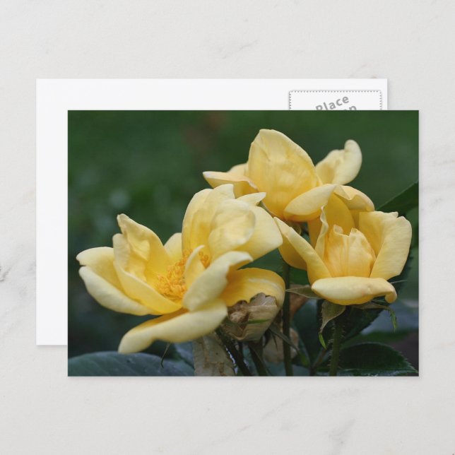 Yellow Rosebuds Flower Photography  Postkarte (Vorne/Hinten)