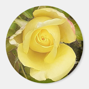 Yellow Rosenknospe Magnet