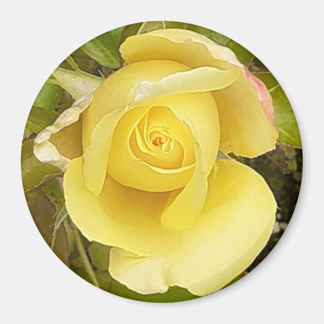 Yellow Rosenknospe Magnet (Vorne)