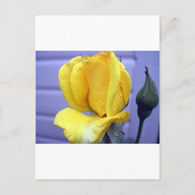 Yellow Rsoebud Postkarte (Vorderseite)