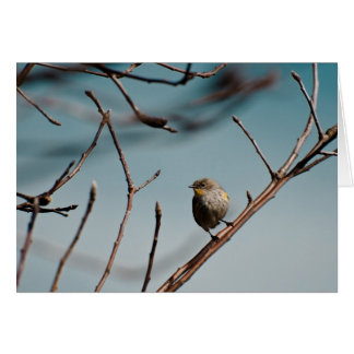 Yellow Rumped Warbler 01