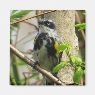 Yellow-Rumped Warbler Magnet