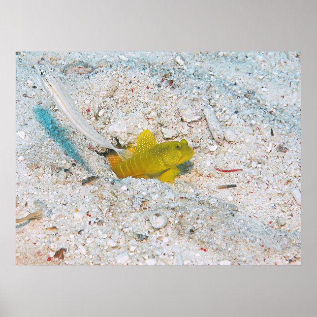 Yellow Shrimp Goby Poster (Vorne)
