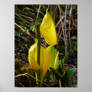 Yellow Skunk Cabbage Blume Poster
