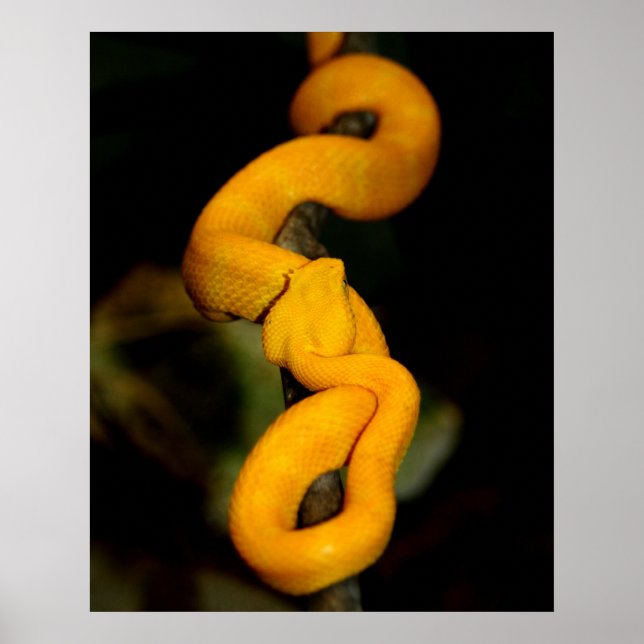 Yellow Snake Poster (Vorne)