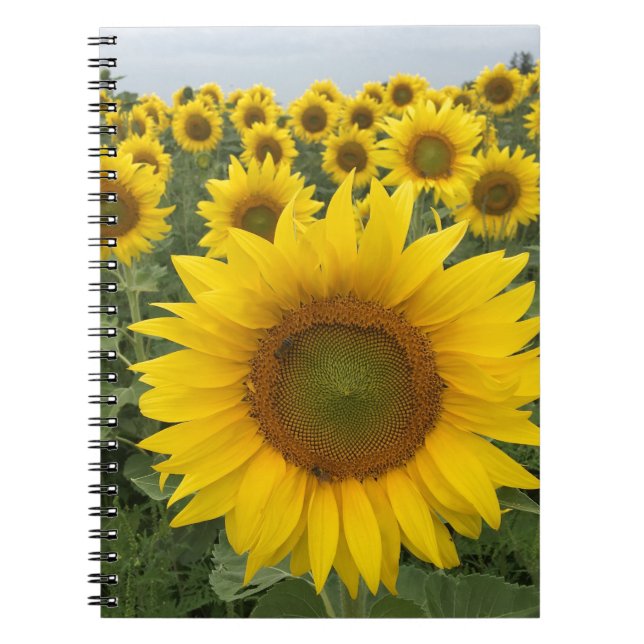 Yellow Sunflower Field Harvest Notebook Notizblock (Vorderseite)