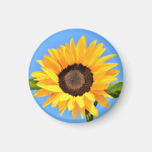 Yellow Sunflower Magnet Blue Sky