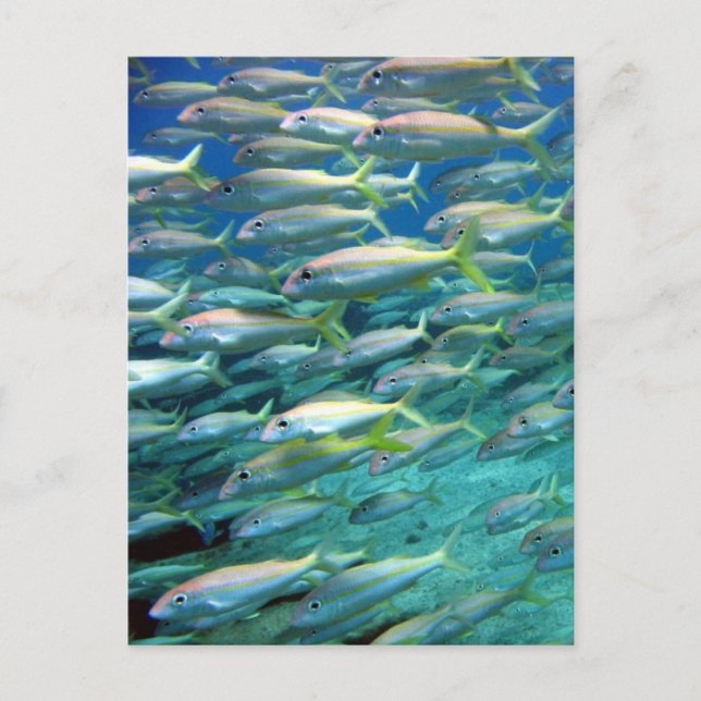 Yellow Tails Postkarte (Vorderseite)