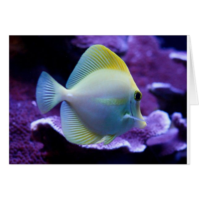Yellow Tang (Vorderseite (Horizontal))