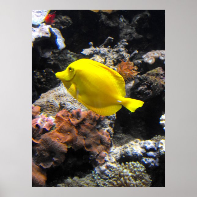 Yellow Tang Poster (Vorne)