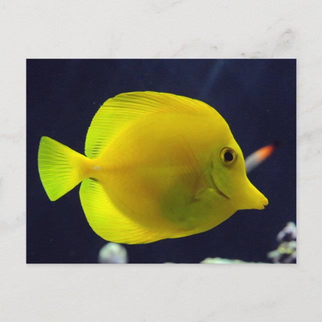 Yellow Tang Postkarte (Vorderseite)
