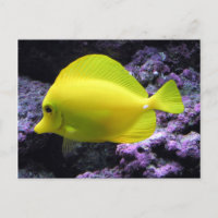 Yellow Tang Reef Fish