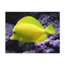 Yellow Tang Reef Fish