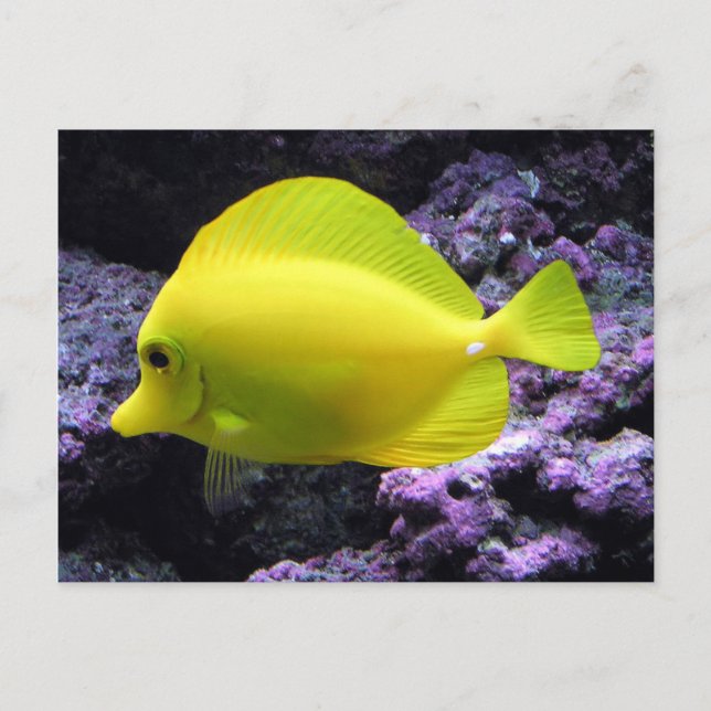 Yellow Tang Reef Fish Postkarte (Vorderseite)