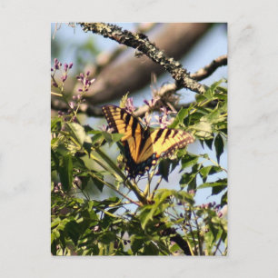 Yellow Tiger Frack Butterfly Foto Postkarte