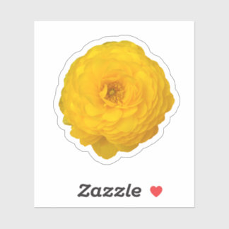 Yellow Transvaal Daisy Blossom Aufkleber