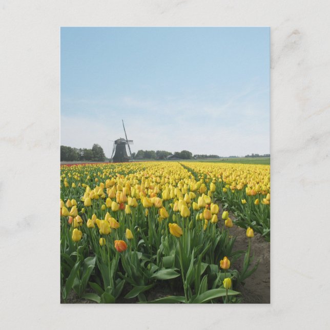 Yellow Tulip Blume Field & Windmill Holland Postkarte (Vorderseite)