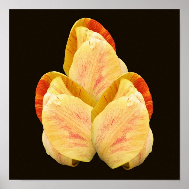 Yellow Tulip Blume Petals Bouquet Poster (Vorne)