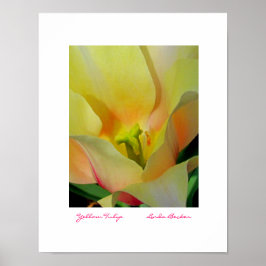 Yellow Tulip by Linda Becker FotoArt Poster