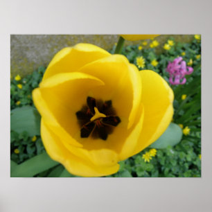 Yellow Tulip Macro Print Poster
