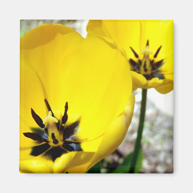 Yellow Tulip Magnet (Vorne)
