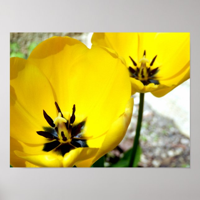 Yellow Tulip Poster (Vorne)