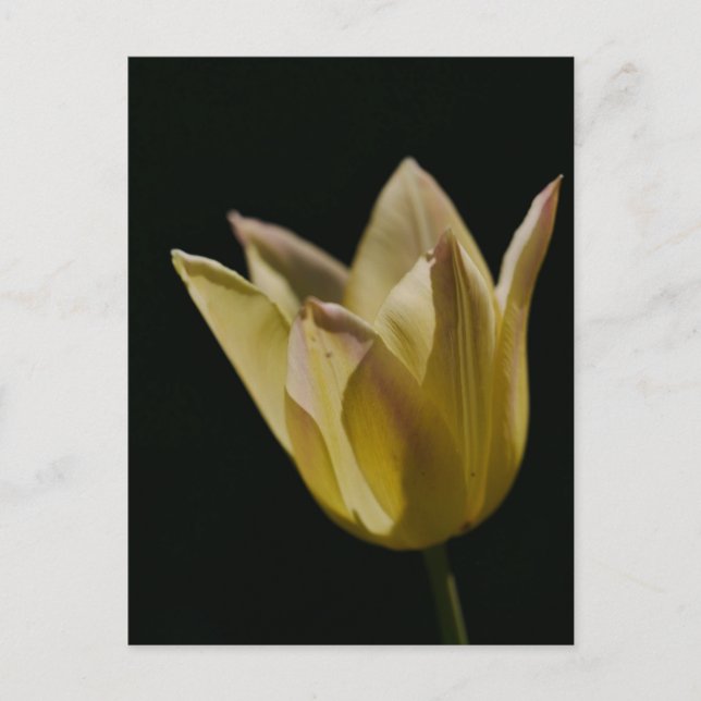 Yellow Tulip Postkarte (Vorderseite)