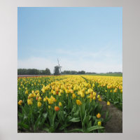 Yellow Tulips Blume Field Holland