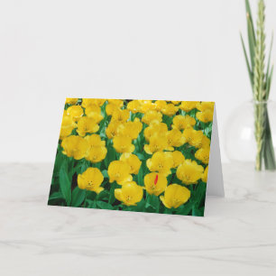 Yellow Tulips Card Karte