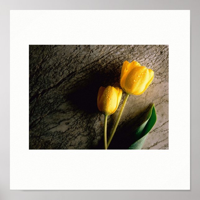 Yellow Tulips Poster (Vorne)