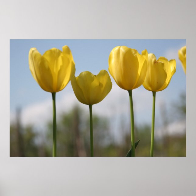 Yellow Tulips Print Poster (Vorne)