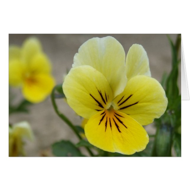Yellow Viola Card (Vorderseite (Horizontal))