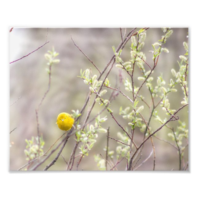 Yellow Warbler Fotografie Print (Vorne)