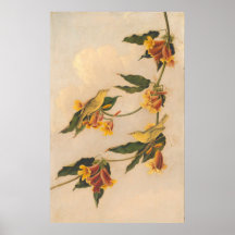 Yellow Warbler - Joseph B. Kidd Fine Art Poster