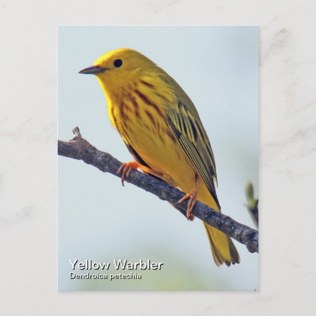 Yellow Warbler Postkarte (Vorderseite)