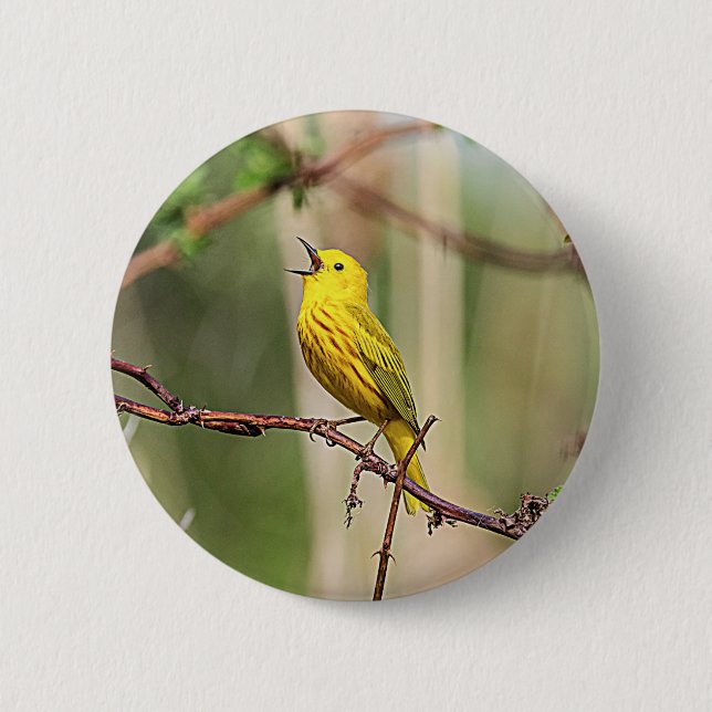 Yellow Warbler Singing Button (Vorderseite)