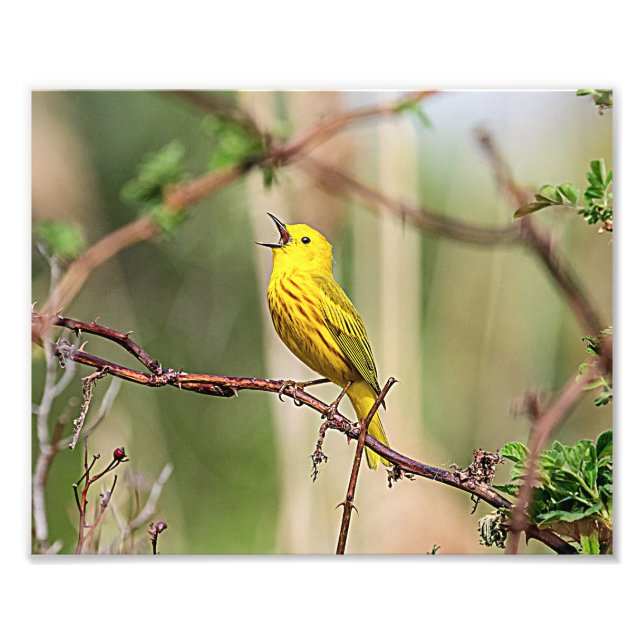 Yellow Warbler Singing Fotodruck (Vorne)