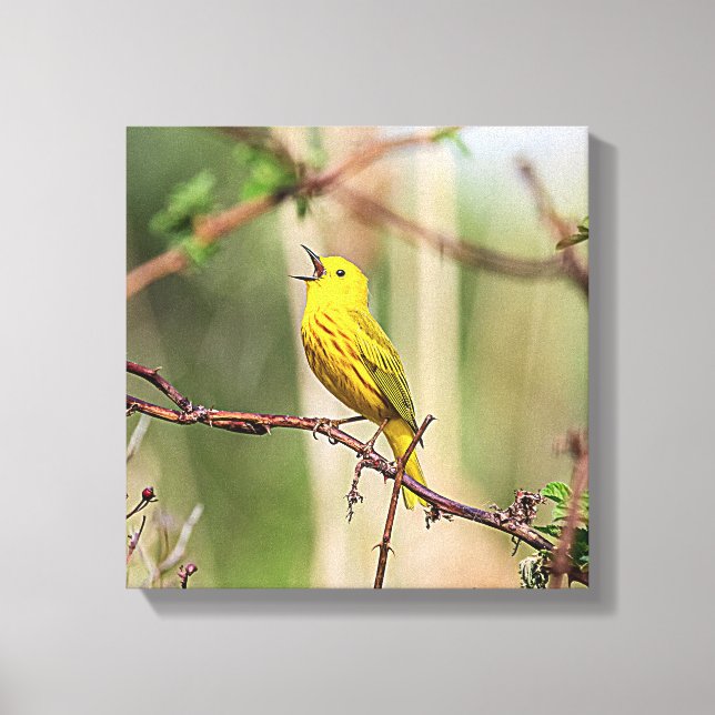 Yellow Warbler Singing Leinwanddruck (Vorderseite)