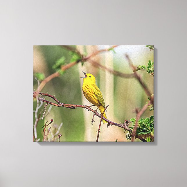 Yellow Warbler Singing Leinwanddruck (Vorderseite)