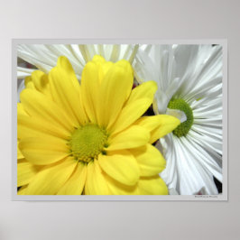 Yellow White Daisy Daisis Blume Blume Foto Poster