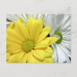 Yellow White Daisy Daisis Blume Blume Foto Postkarte