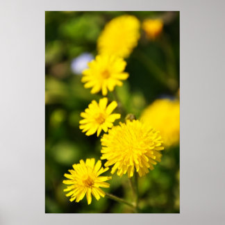 Yellow Wild Blume Foto Poster