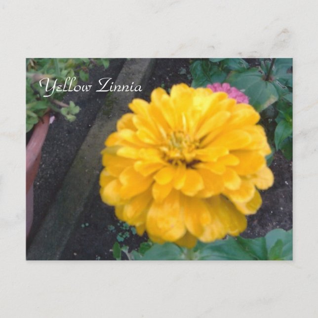 Yellow Zinnia Postkarte (Vorderseite)