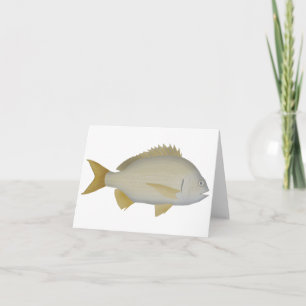 Yellowfin Bream