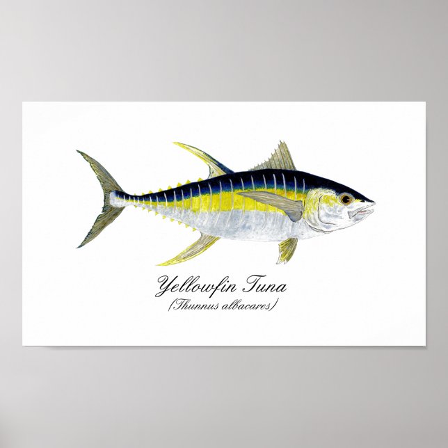 Yellowfin-Thunfisch Poster (Vorne)