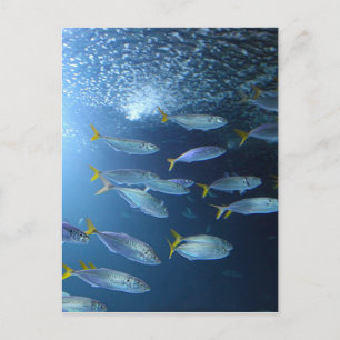 Yellowfin-Thunfisch Postkarte