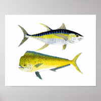 Yellowfin Thunfisch & Saltwater Dorado