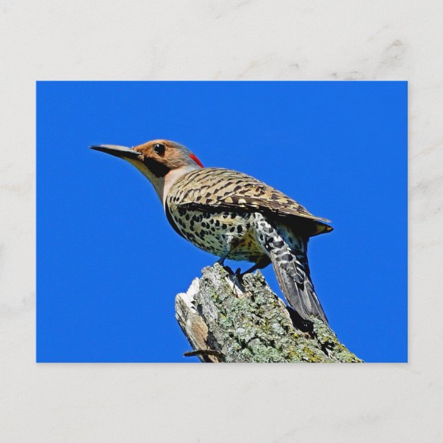 Yellowhammer Postkarte (Vorderseite)