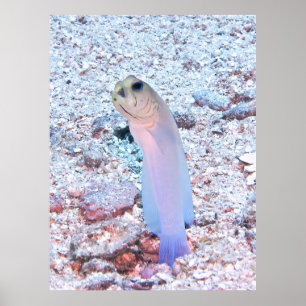 Yellowhead Jawfish mit Mouthful Poster