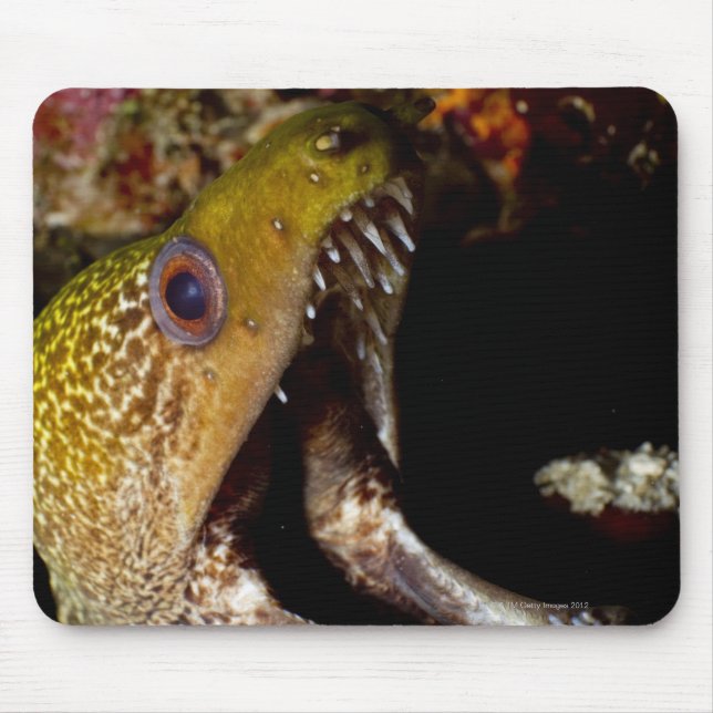 Yellowmargin Mousepad (Vorne)